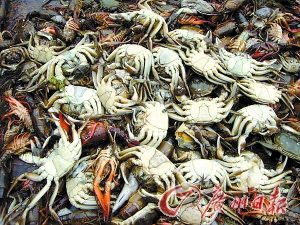 湖南漉湖約40萬(wàn)畝水域遭污染大量魚(yú)蝦死亡