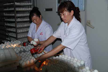 河南潢川：“華英農(nóng)業(yè)”富民計(jì)劃在行動