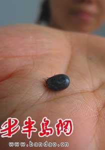 衛(wèi)生部發(fā)布“蜱的特點(diǎn)及預(yù)防控制知識”