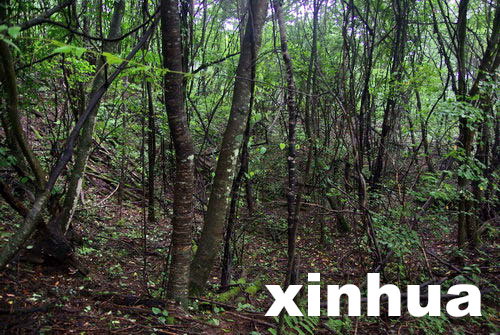 中國專家擬重新啟動神農(nóng)架“野人”科學(xué)考察
