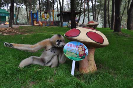 云南野生動物園的光棍動物全球征婚
