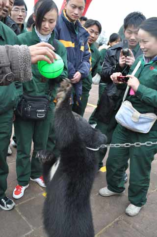 公交司機(jī)和動物交朋友 減壓力（圖）