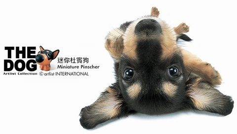 動物小了才可愛！超級萌的小動物