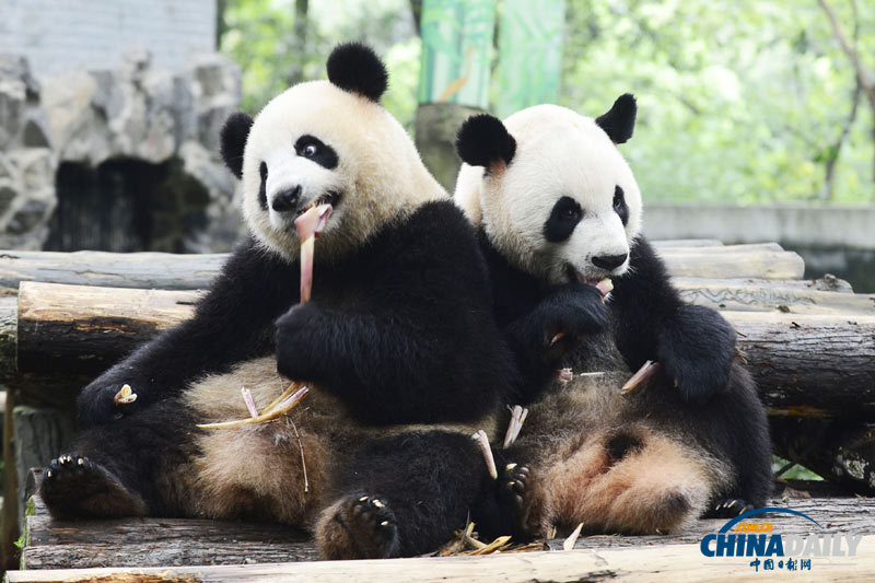 杭州動(dòng)物園為大熊貓舉辦生日會(huì)