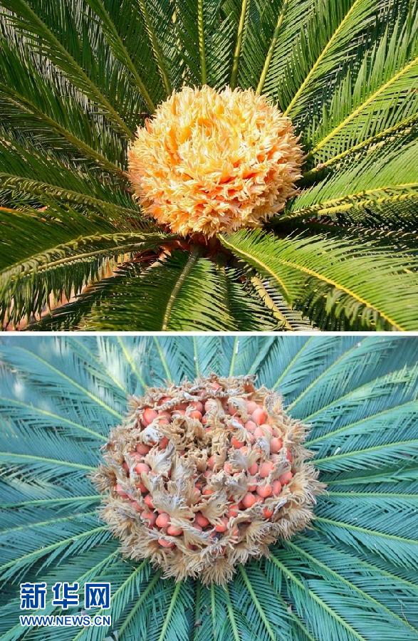 罕見(jiàn) 山東一鐵樹開(kāi)花又結(jié)果