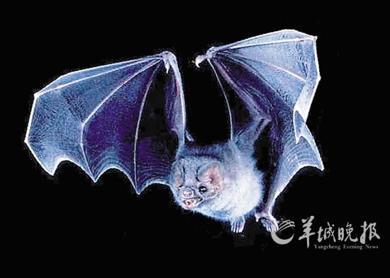 盤點(diǎn)動物糞便的奇妙用途