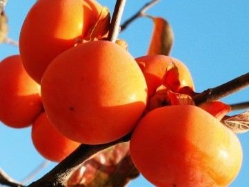 吐血推薦：營(yíng)養(yǎng)師最愛(ài)的食物