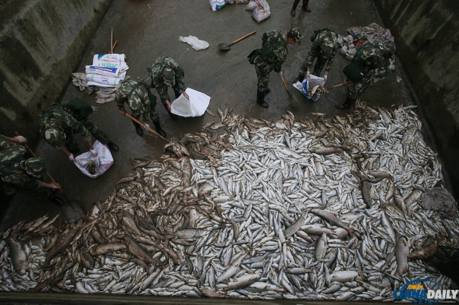 蘆山縣清仁鄉(xiāng)養(yǎng)殖基地十余噸魚死亡