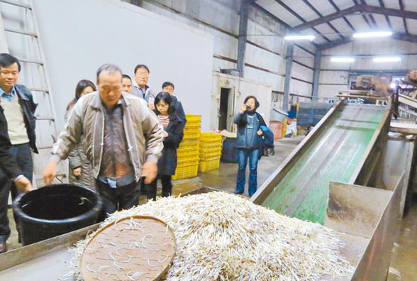 臺(tái)灣再爆食安問題 工廠用漂白劑生產(chǎn)豆芽日產(chǎn)近5噸