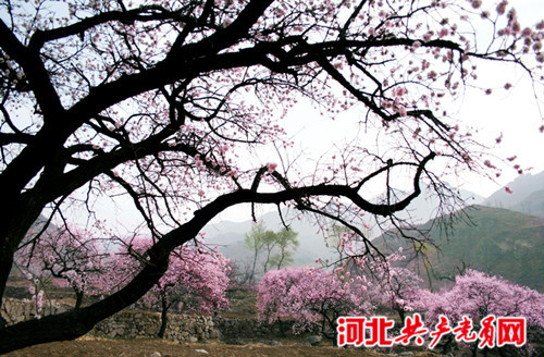 河北棋盤(pán)山第十屆杏花節(jié)即將啟幕