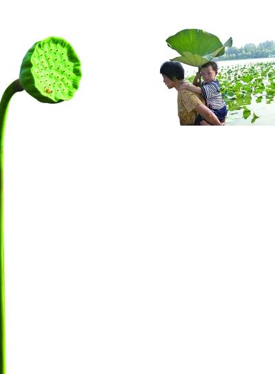 西湖賣蓮蓬荷葉受游客熱捧 消夏荷葉粥怎么做？