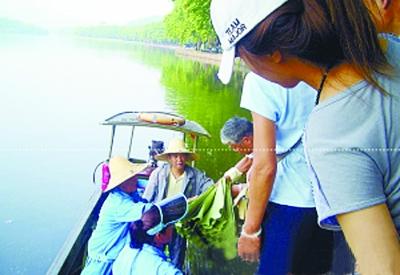 西湖賣蓮蓬荷葉受游客熱捧 消夏荷葉粥怎么做？