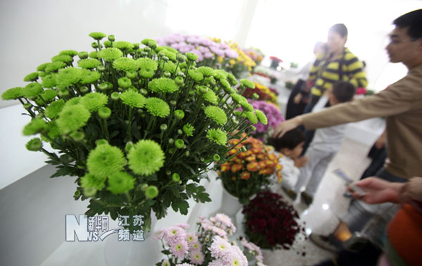 南京農業(yè)大學校慶：綠色菊花惹人眼