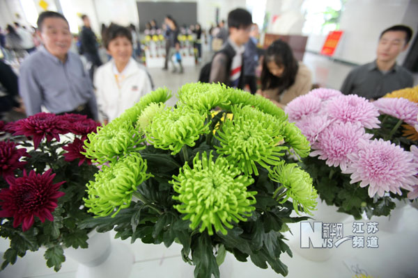 南京農業(yè)大學校慶：綠色菊花惹人眼