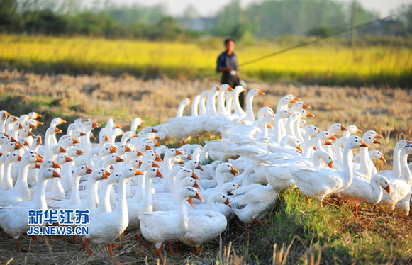 南京地產肉鵝走出禽流感陰影即將大量上市