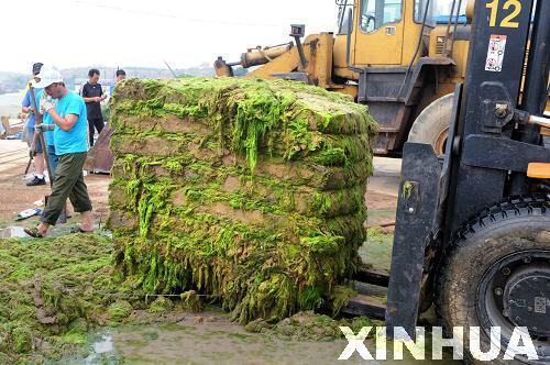青島：滸苔治理用上“壓榨機”