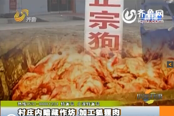 臨沂：村莊內(nèi)暗藏小作坊 日加工死狐貍?cè)馍习賴(lài)?/></p>

<p><strong>每天加工上百?lài)嵥篮側(cè)狻′N(xiāo)往各地</strong></p>

<p>加工狐貍?cè)飧坏牧饔?，然而這些三無(wú)產(chǎn)品安全嗎？能吃嗎？又銷(xiāo)遠(yuǎn)什么地點(diǎn)呢？據(jù)爆料人稱(chēng)這個(gè)臨沂的潘家湖村，每天會(huì)加工上百?lài)嵉乃篮側(cè)?，每天凌晨?huì)有大量的死狐貍運(yùn)到村子附近進(jìn)行交易，根據(jù)爆料人提供的線索，記者一夜沒(méi)睡，熬夜到凌晨三點(diǎn)多，來(lái)到了狐貍?cè)獾慕灰椎攸c(diǎn)。</p>

<p>記者看到在一輛貨運(yùn)汽車(chē)上幾名工人正往一輛三輪廠上扔剝了皮的死狐貍，就在不遠(yuǎn)處還有一輛重型貨車(chē)上滿滿當(dāng)當(dāng)?shù)囟褲M了狐貍，不一會(huì)就有好幾輛車(chē)裝貨過(guò)磅，然后開(kāi)走。直到天亮仍有裝滿死狐貍的貨車(chē)來(lái)卸貨。</p>

<p>據(jù)了解，狐貍養(yǎng)殖戶到了十一月份就開(kāi)始?xì)⒑?，剝了皮，肉?huì)以極低的價(jià)格處理掉，每斤只需要一兩塊錢(qián)。也正是瞄準(zhǔn)了這個(gè)當(dāng)口，有些人會(huì)以極低的價(jià)格競(jìng)購(gòu)狐貍?cè)?，只是加工這一個(gè)環(huán)節(jié)就是產(chǎn)生幾倍的利潤(rùn)，大多數(shù)會(huì)以狐貍?cè)獬洚?dāng)牛羊肉等往外出售。這些狐貍沒(méi)有任何的包裝，不知道是怎么死的，更別說(shuō)是檢驗(yàn)檢疫了。為了弄清楚死狐貍?cè)獾娜ハ颍浾咔那母S了一輛裝滿狐貍?cè)獾娜喣ν熊?chē)，跟著這輛三輪摩托車(chē)，記者又來(lái)到潘家湖村，眼看著三輪車(chē)拐進(jìn)了一個(gè)胡通，為不打掃驚蛇，記者并沒(méi)有繼續(xù)跟蹤下去。</p>

<p><strong>警惕性奇高 不輕易露面</strong></p>

<p>爆料人告訴記者，這些肉可以制以狐貍凍、火腿腸、羊肉卷等等，并稱(chēng)這些人都非常警覺(jué)，很少與陌生做交易，所以記者就是買(mǎi)家的身份與當(dāng)?shù)氐纳虘羧〉寐?lián)系。</p>

<p>這些商戶非常警覺(jué)，對(duì)于記者的身份一直都是半信半疑。當(dāng)記者提出要與他見(jiàn)面聊聊時(shí)，對(duì)方稱(chēng)“這兩天在不家，若是在家就去找你們?！蓖ㄟ^(guò)簡(jiǎn)單的交談，對(duì)方好像識(shí)破了記者的身份，不管記者怎么說(shuō)，始終不同意見(jiàn)面。</p>

<p>隨后記者又掌握一條信息，德州那邊有個(gè)接頭人，好像姓薛，記者憑借這一信息又聯(lián)系了下一家商戶。這位商戶的警覺(jué)性也非常高，不過(guò)幸好爭(zhēng)取到了一個(gè)見(jiàn)面的機(jī)會(huì)，說(shuō)一會(huì)來(lái)接記者。一會(huì)記者手機(jī)又響了，傳來(lái)一個(gè)陌生的聲音，質(zhì)問(wèn)記者“原來(lái)在德州誰(shuí)給你供貨？”記者告訴他是姓薛的，還有一個(gè)姓韓的。對(duì)方稱(chēng)“因?yàn)楝F(xiàn)在這個(gè)東西(肉)屬于三無(wú)產(chǎn)品，記者也多，暗訪的也多，事也挺多的?！弊罱K對(duì)方答應(yīng)與記者見(jiàn)面，只是說(shuō)會(huì)晚一點(diǎn)。</p>

<p>此時(shí)已是下午兩點(diǎn)，兩個(gè)小時(shí)過(guò)后，記者左等右等就是不見(jiàn)人。記者嘗試著撥打?qū)Ψ诫娫捯恢笔菬o(wú)法接聽(tīng)，難道記者的身份被他們識(shí)破了？記者又嘗試著給對(duì)方發(fā)短信，三十分鐘后，當(dāng)記者快要放棄時(shí)電話響了起來(lái)，最終跟對(duì)方約定，二十分鐘后在指定地點(diǎn)見(jiàn)面。</p>

<p>記者早早就來(lái)到街頭指定地點(diǎn)，但對(duì)方長(zhǎng)什么樣，怎么來(lái)是一無(wú)所知。就在這時(shí)一輛面包車(chē)駛進(jìn)了記者的視線，直接停在了記者的車(chē)前面，這時(shí)記者再撥打?qū)Ψ诫娫捯恢倍际窃谕ㄔ捴?。就在記者想要接近那輛面包車(chē)時(shí)，面包車(chē)卻開(kāi)走了，當(dāng)記者再次撥打?qū)Ψ诫娫挄r(shí)，對(duì)方就不再接聽(tīng)了。</p>

<p><strong>聽(tīng)到風(fēng)聲？ 村里偃旗息鼓</strong></p>

<p>對(duì)方的警覺(jué)性大大超乎記者的想象，這個(gè)商戶說(shuō)，他們做的是三無(wú)產(chǎn)品，曾經(jīng)被記者給曝光過(guò)，所以他們是防火防盜防記者。記者的車(chē)停在離村子兩公里開(kāi)外的地方，據(jù)爆料人稱(chēng)，很快，村子里就傳開(kāi)了，一輛濟(jì)南牌照的車(chē)來(lái)了，要大家都小心。這么高的反偵察能力，難道記者的調(diào)查真的就進(jìn)行不去了嗎？記者決定第二天直接進(jìn)入村子進(jìn)行調(diào)查采訪。</p>

<p>第二天記者直接進(jìn)入潘家湖村，奇怪的是這里非常安靜，不僅家家戶戶的大門(mén)都緊閉著，就連大街上的人都很少，昨天熱火朝天加工狐貍?cè)獾木跋蟛灰?jiàn)了。緊接著記者看見(jiàn)一戶大門(mén)虛掩，隱約看著有人在里面干活，記者下車(chē)去問(wèn)“賣(mài)肉吧？”對(duì)方答到“俺不賣(mài)，俺這是存的?！?/p>

<p>記者又問(wèn)“你有手續(xù)嗎，弄這些東西？”“俺這是存，俺不賣(mài)！”通過(guò)門(mén)縫，記者看見(jiàn)工人正在煮狐貍?cè)?，?duì)方好像很害怕記者看見(jiàn)里面的景象，直接把門(mén)給關(guān)上了。調(diào)查很難再進(jìn)行下去，記者決定再換個(gè)地方。</p>

<p>記者又來(lái)到一家加工死狐貍?cè)獾纳虘?，“俺不賣(mài)白條，我這是煮干肉的！煮好了干肉就發(fā)給你們，六塊錢(qián)一斤。”并反問(wèn)“你們是記者吧？看像是記者！”看到記者的穿著和口音，竟然覺(jué)察到了記者的身份，沒(méi)想到這個(gè)村的村民警惕性如此之高，記者只能再換一家。</p>
</p>
</div>
</div>

<div   class=