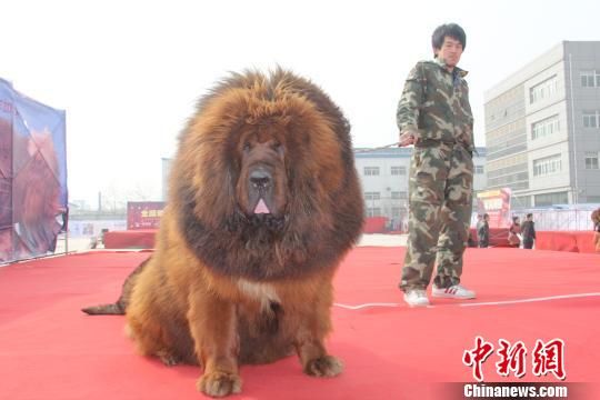 河北邯鄲舉辦藏獒展 多只藏獒要價(jià)千萬(wàn)元