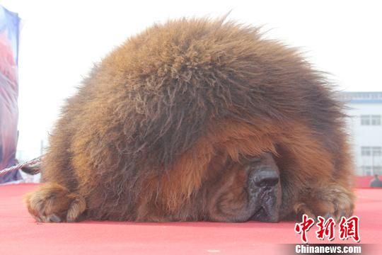 河北邯鄲舉辦藏獒展 多只藏獒要價(jià)千萬(wàn)元