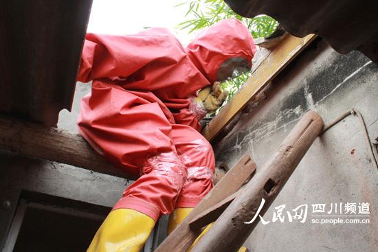 樂(lè)山奪命狂蜂民房筑巢　村民受襲十幾分鐘死亡