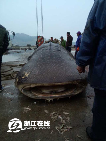 溫州漁民捕獲萬(wàn)斤大魚(yú) 或遭漁業(yè)部門(mén)處罰
