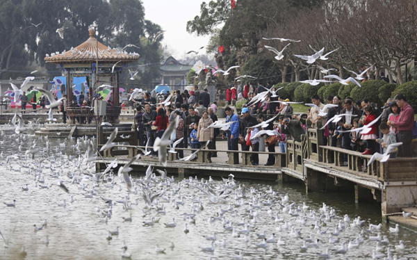 昆明：春暖花開(kāi)鷗鳥(niǎo)飛