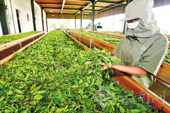 云南春茶量增價(jià)漲 茶農(nóng)春茶總收入達(dá)25.96億元