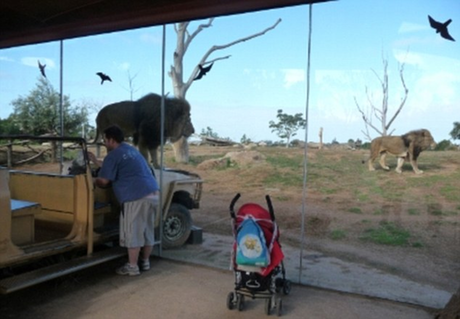 澳動物園推出刺激項目 “隱形籠”內觀猛獸覓食