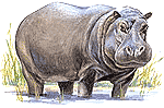 Why do Hippopotamus kill more people?