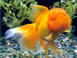 魚會(huì)淹死嗎
