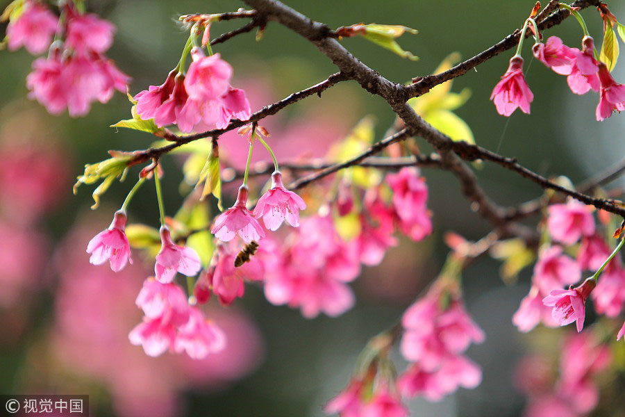 踏青季：春天盛開的9種鮮花 哪一種最美？（組圖）