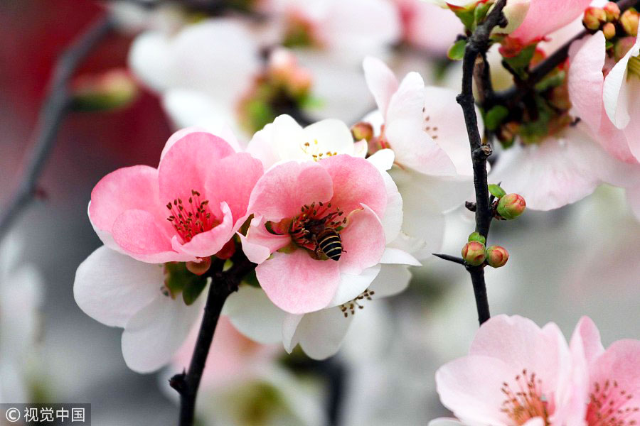 踏青季：春天盛開的9種鮮花 哪一種最美？（組圖）