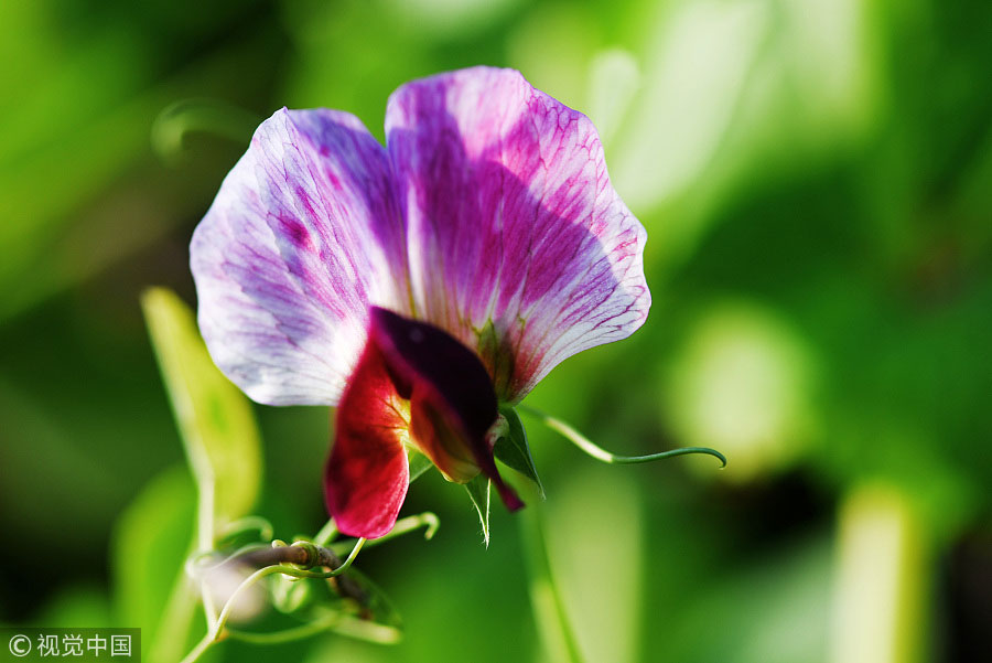 踏青季：春天盛開(kāi)的9種鮮花 哪一種最美？（組圖）