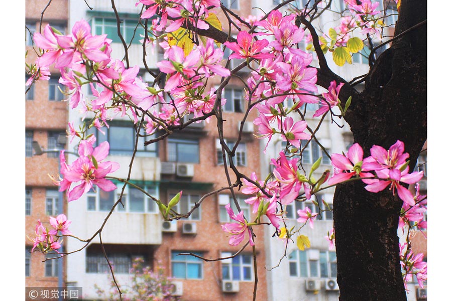 踏青季：春天盛開的9種鮮花 哪一種最美？（組圖）