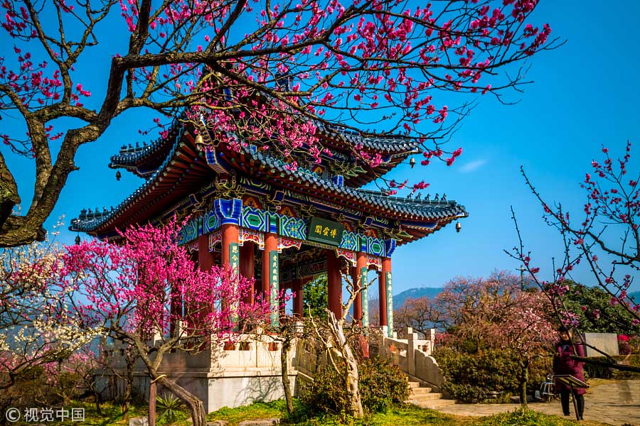 踏青季：春天盛開的9種鮮花 哪一種最美？（組圖）
