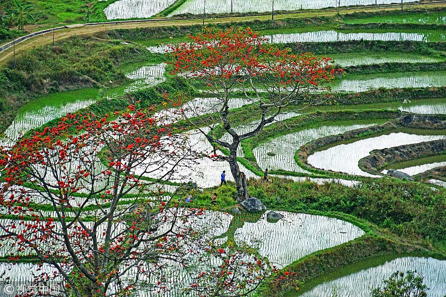 踏青季：春天盛開的9種鮮花 哪一種最美？（組圖）