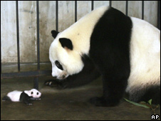 Bras, Beer and Pandas 文胸，啤酒和熊貓
