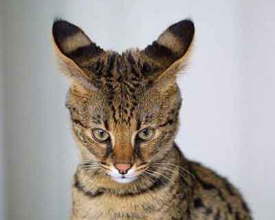 你認(rèn)識這六種奇特的雜交動物嗎？