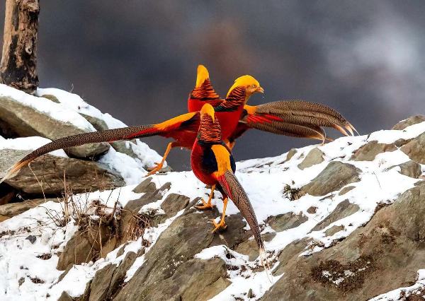 Rare birds caught on camera