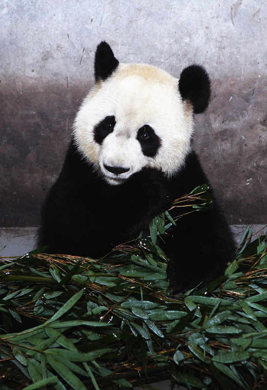We love bamboo