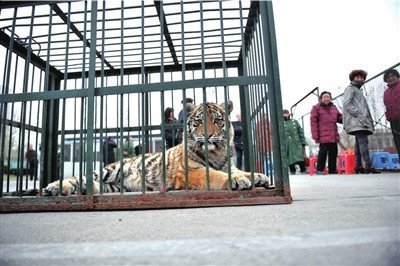 動(dòng)物園出動(dòng)老虎要地 稱體育部門借地不還